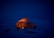 A cozy snow camping tent glowing warmly against a backdrop of snowy pine trees at twilight.