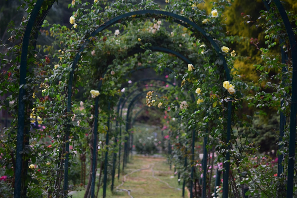 selective focus photography of floral pathway