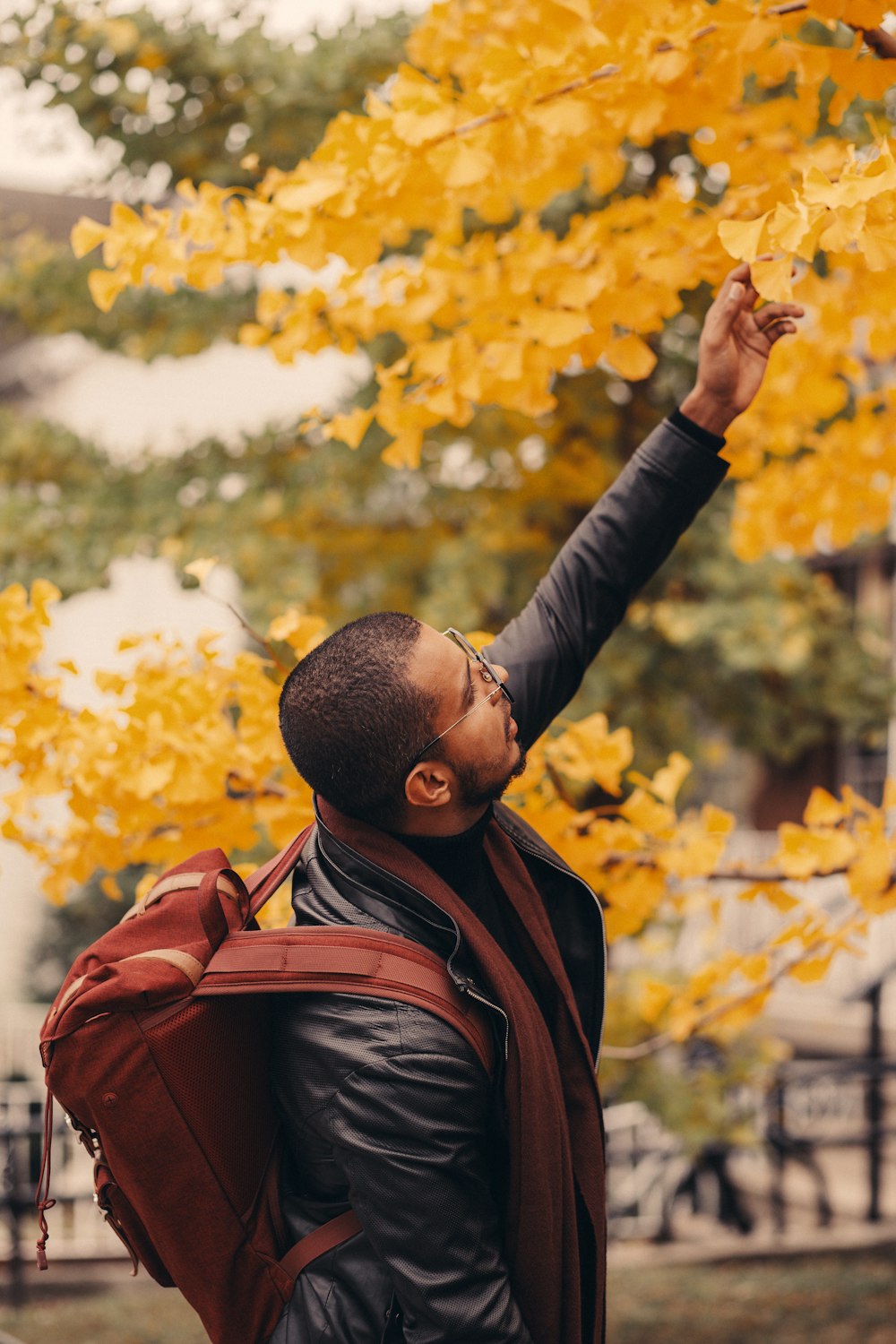 man reaching at tree's yellow leaves