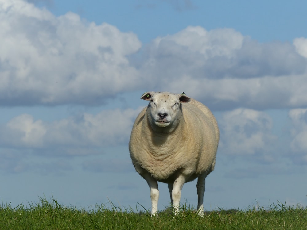 a sheep standing in a grassy field with clouds in the background