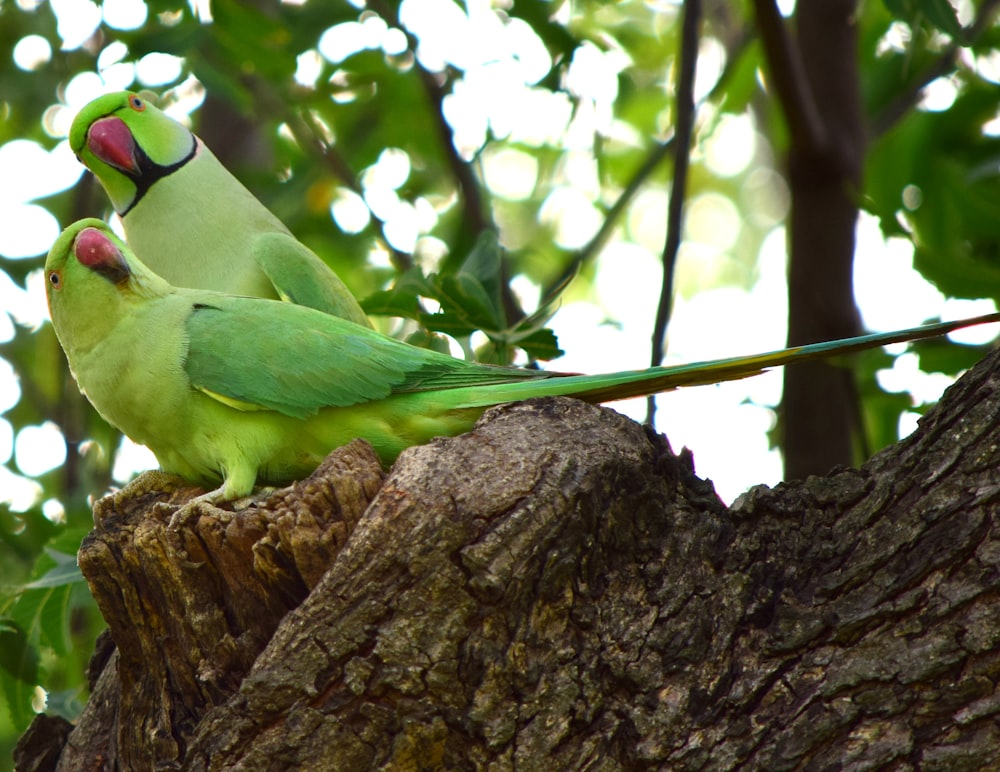 two green ringed-neck parrots on tree trunk