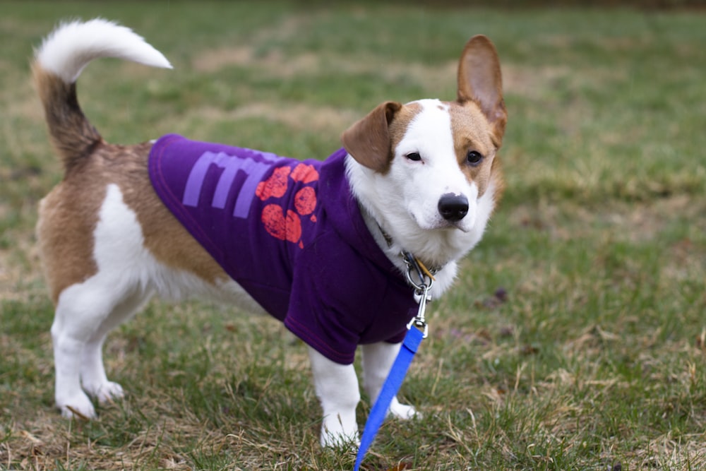 tan and white dog with purple shirt and leash