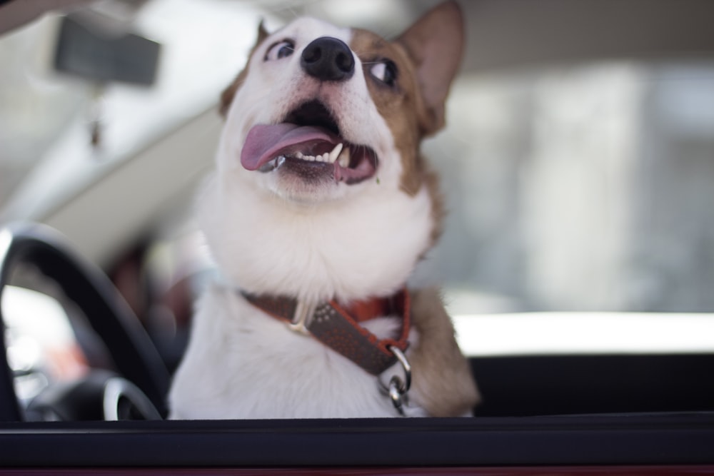 selective focus photography of white and tan dog in vehicle