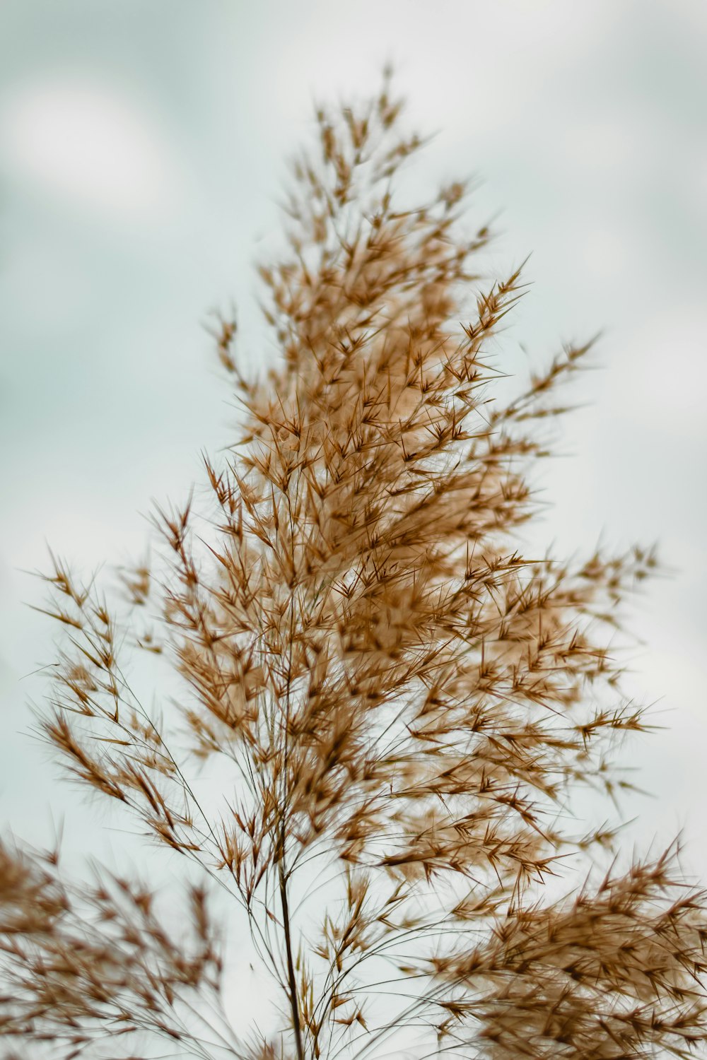 brown plant