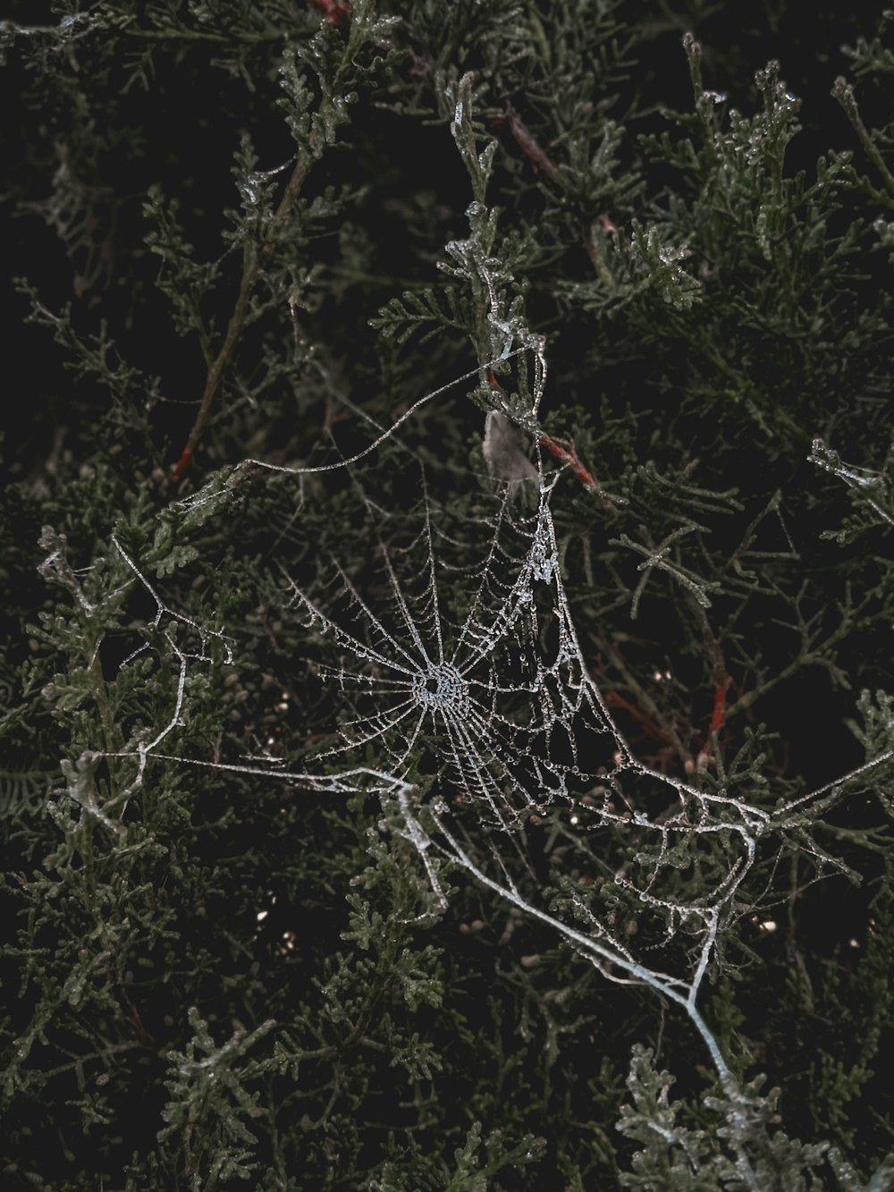 spider web photograph