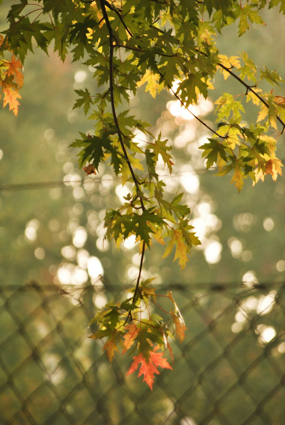 green-leafed tree