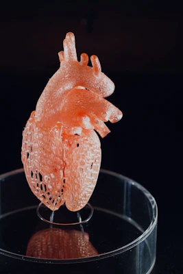 A detailed 3D printed model of the human heart showcasing chambers and valves in vibrant colors.