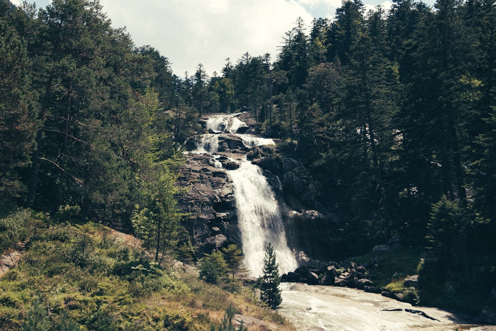 waterfalls near trees