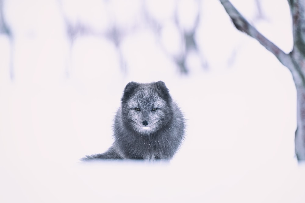 un animal à fourrure assis dans la neige à côté d’un arbre