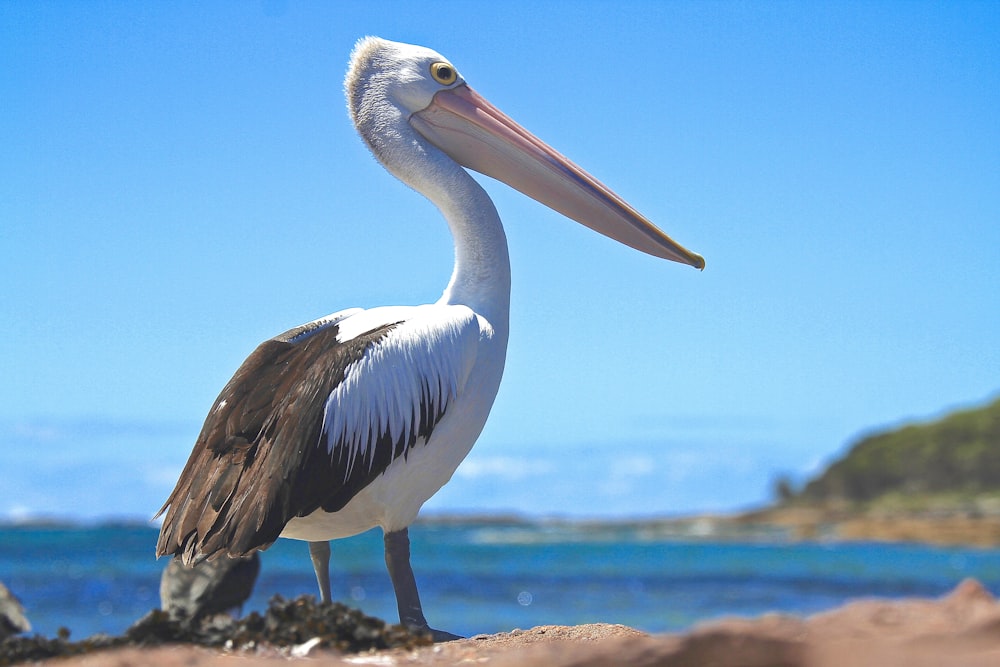 Pellicano bianco e nero appollaiato sull'isola marrone durante il giorno