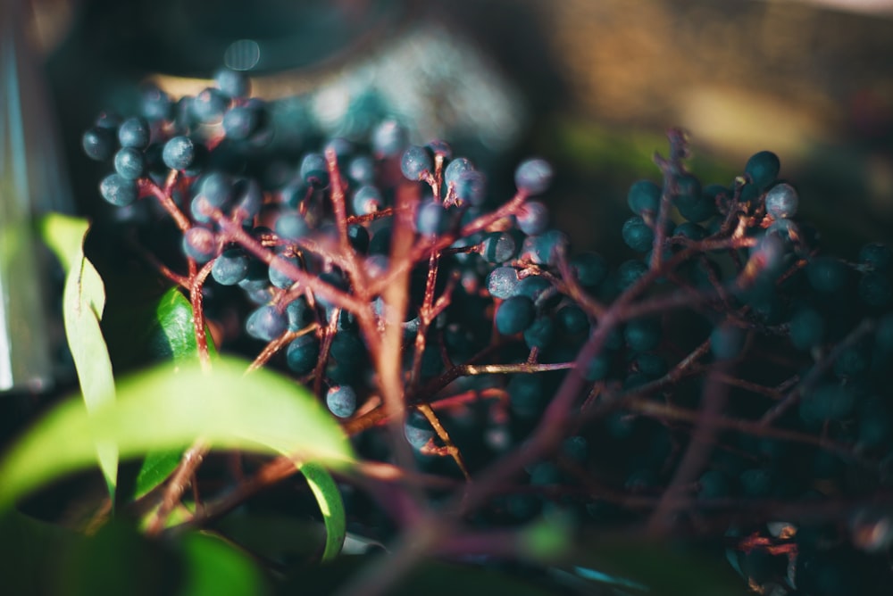 blue berries