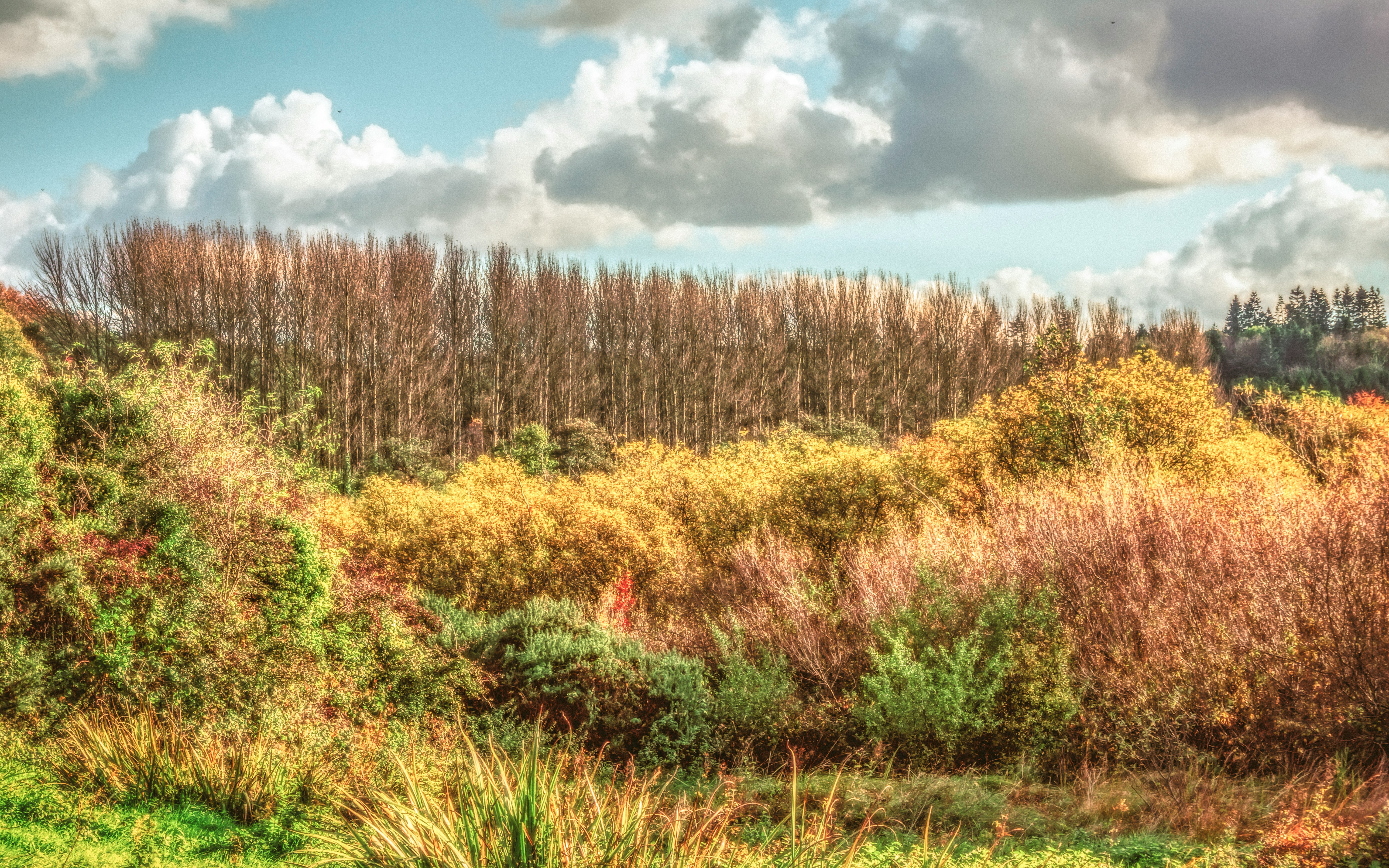 grass field near treeline at daytime