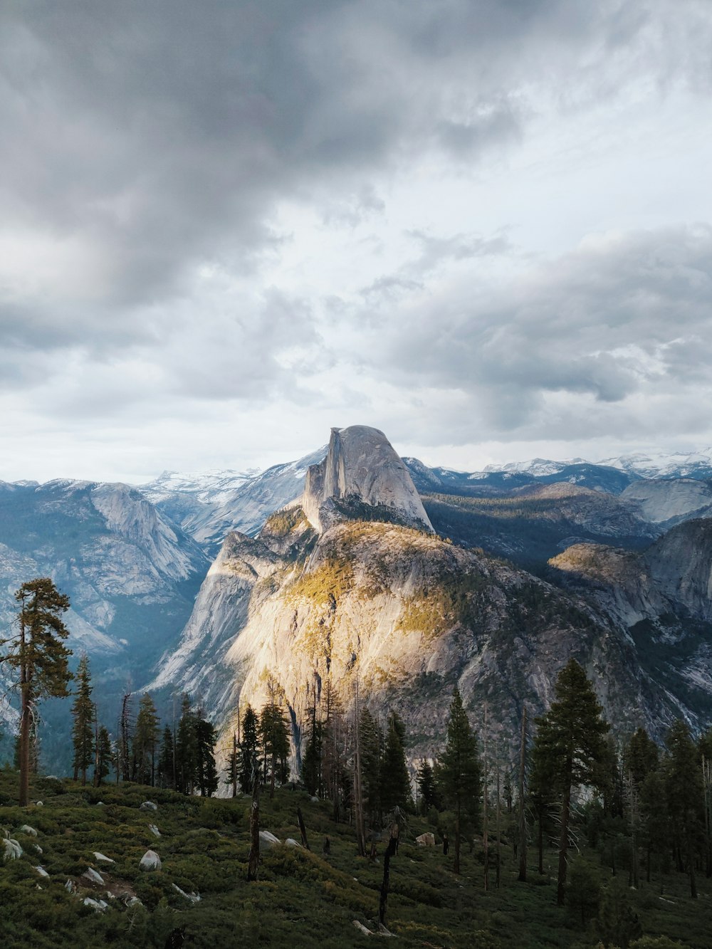 trees on mountain