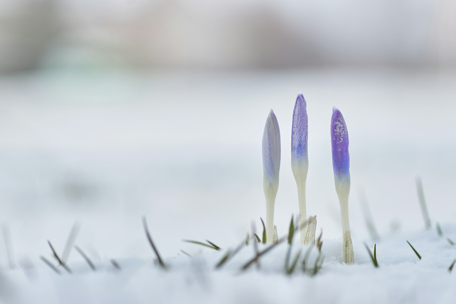 Minolta AF 100mm F2.8 Macro [New] sample photo. Blue flowers in snowfield photography