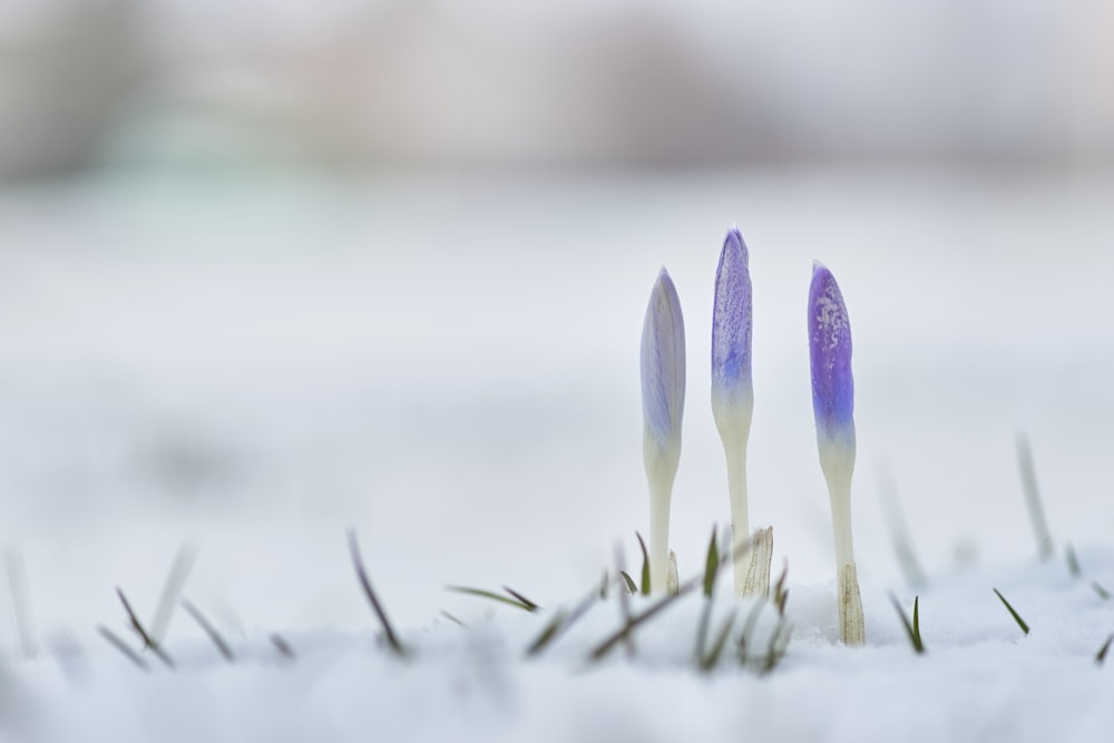 blue flowers in snowfield