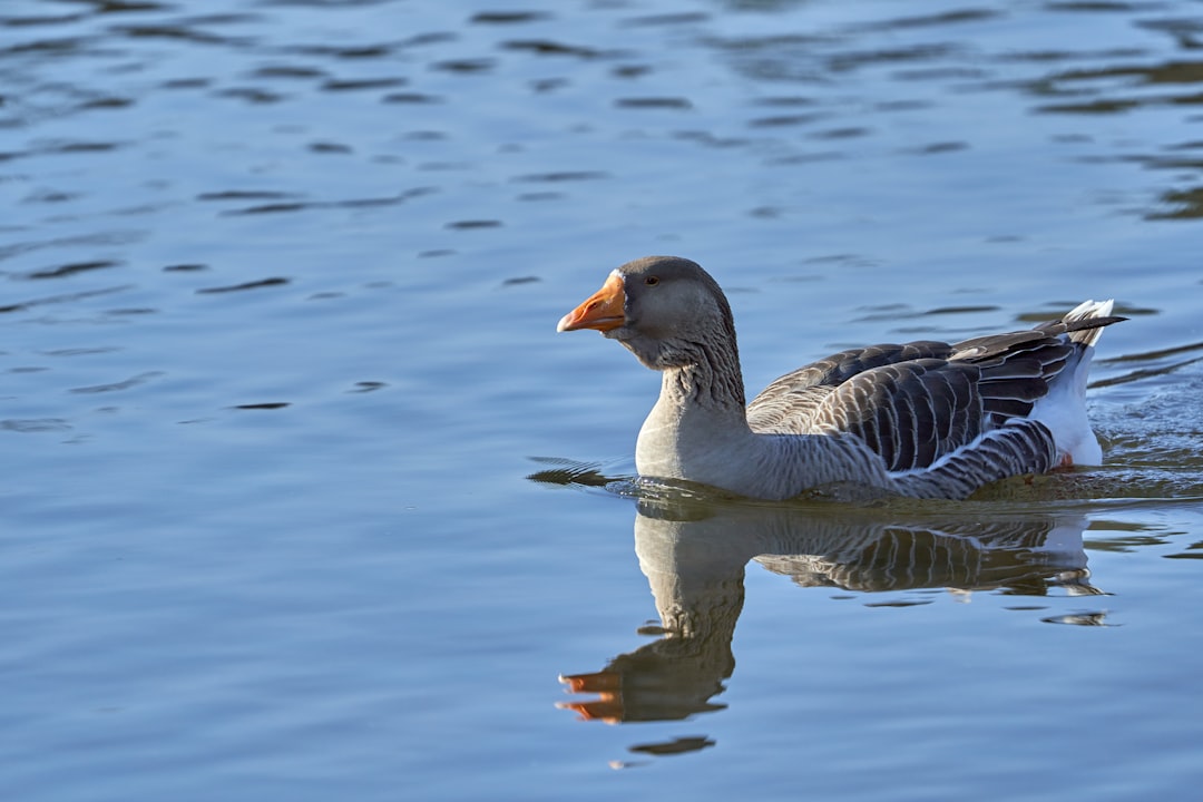 white and gray duck in water