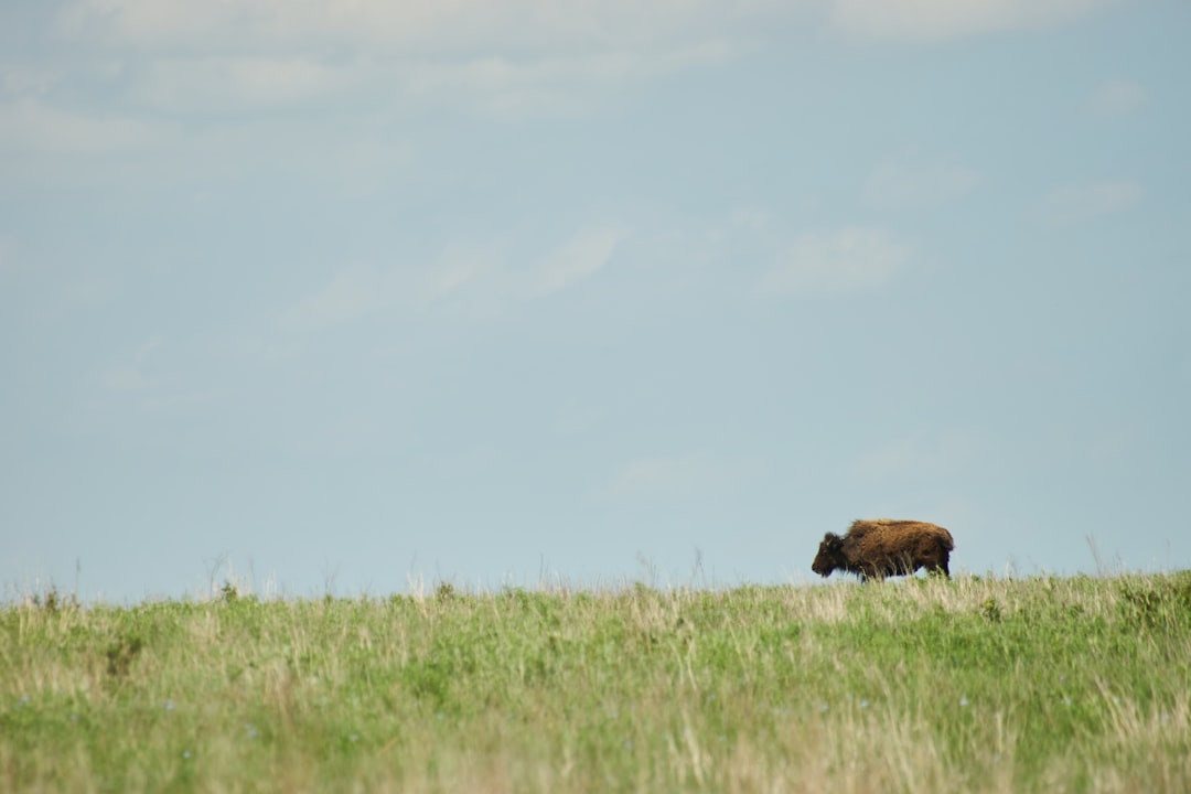 brown cattle on grass field during day