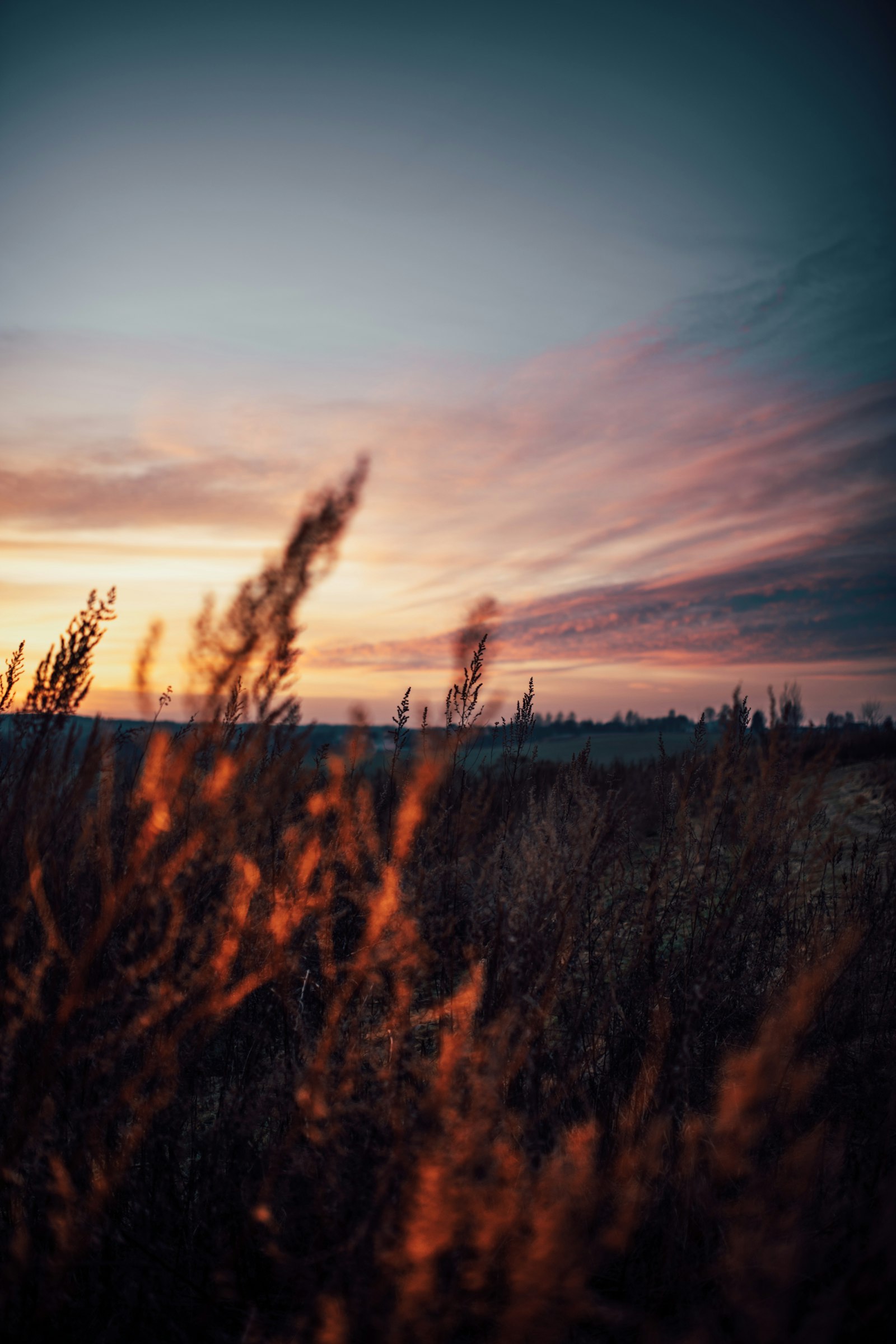 Nikon D850 + Sigma 35mm F1.4 DG HSM Art sample photo. Plants during golden hour photography