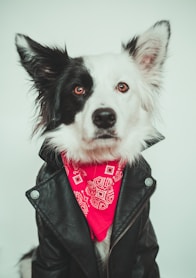 a black and white dog wearing a red bandana