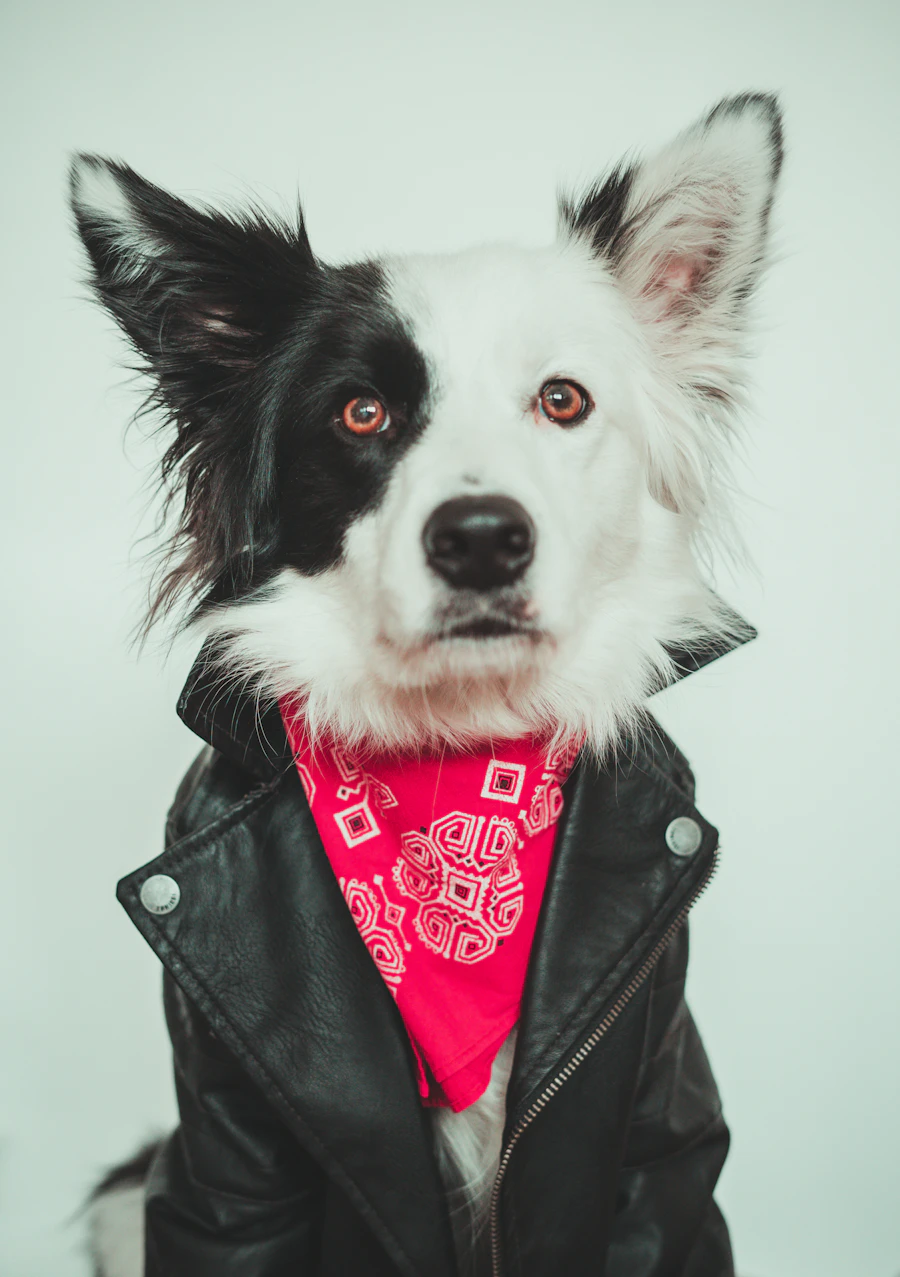 Border collie en blouson de cuir et bandana rouge, ambiance punk