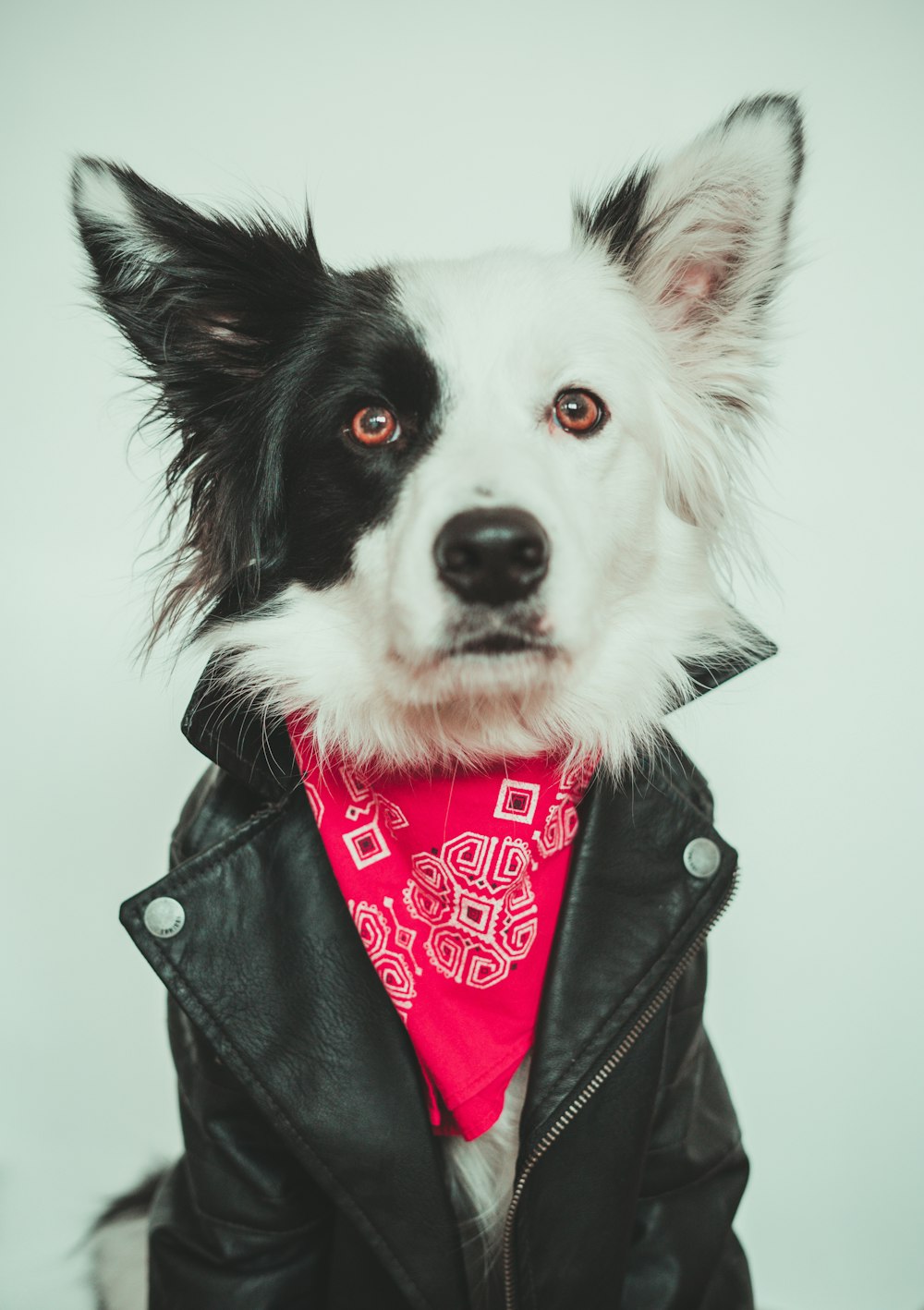 a black and white dog wearing a red bandana