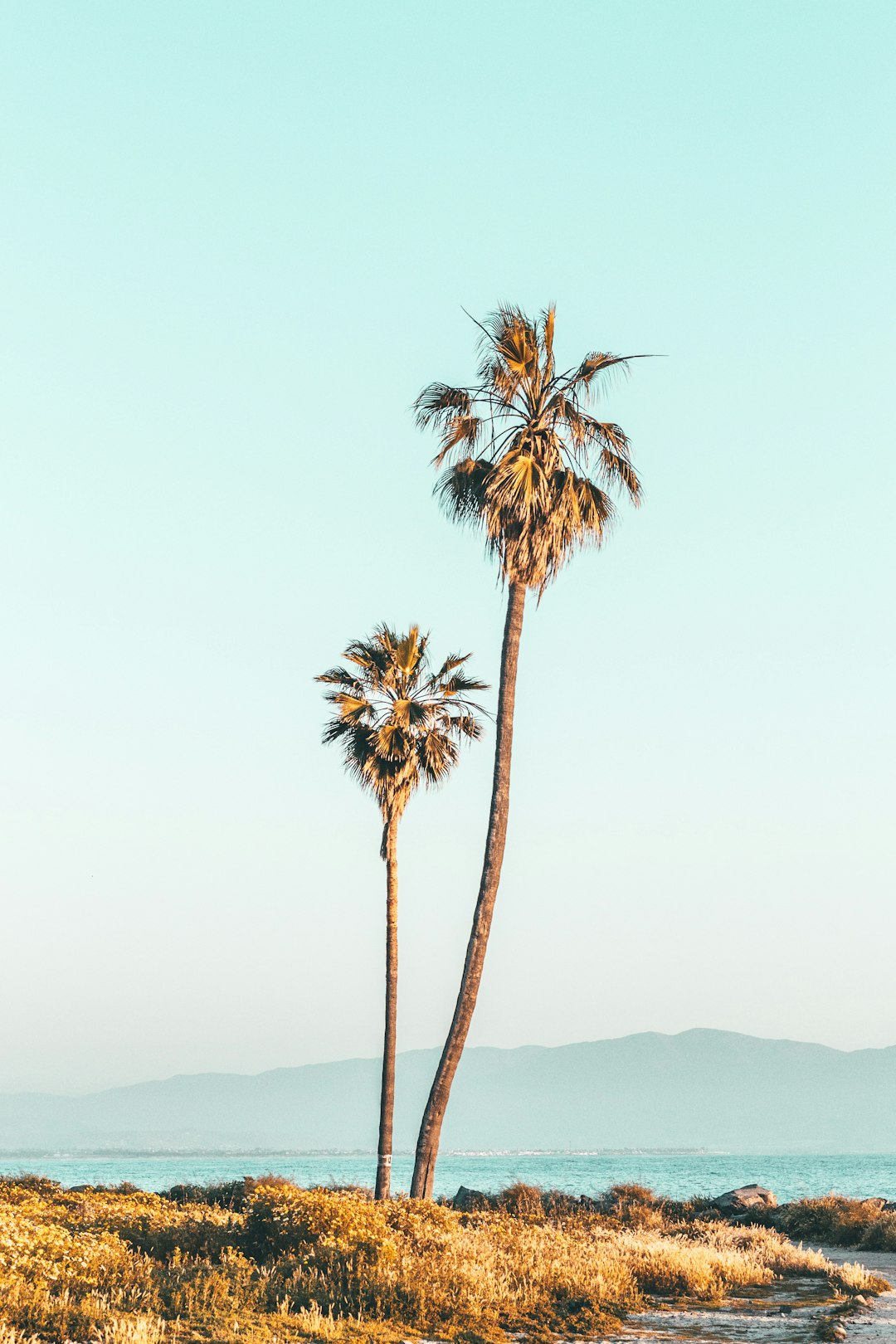 two coconut trees near sea during daytime