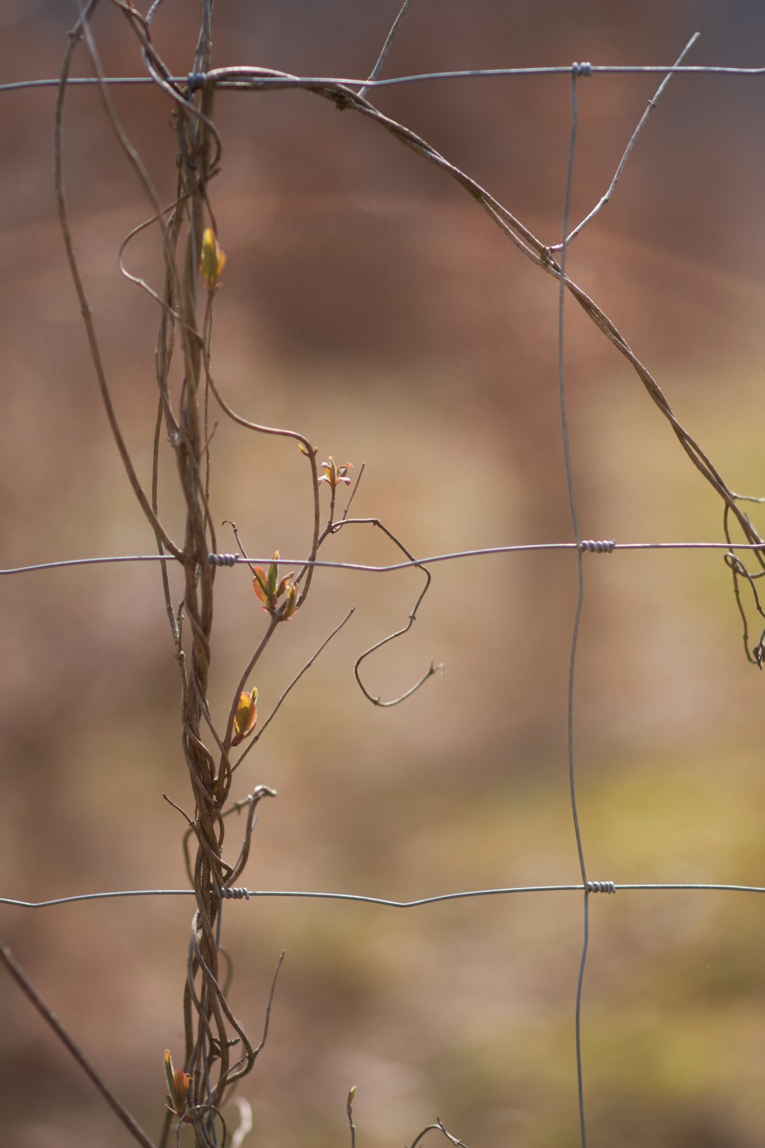 dried vine plant on wire fence