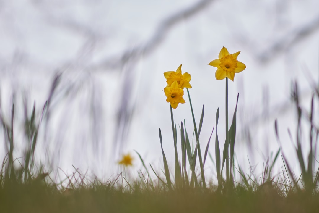 yellow flowers