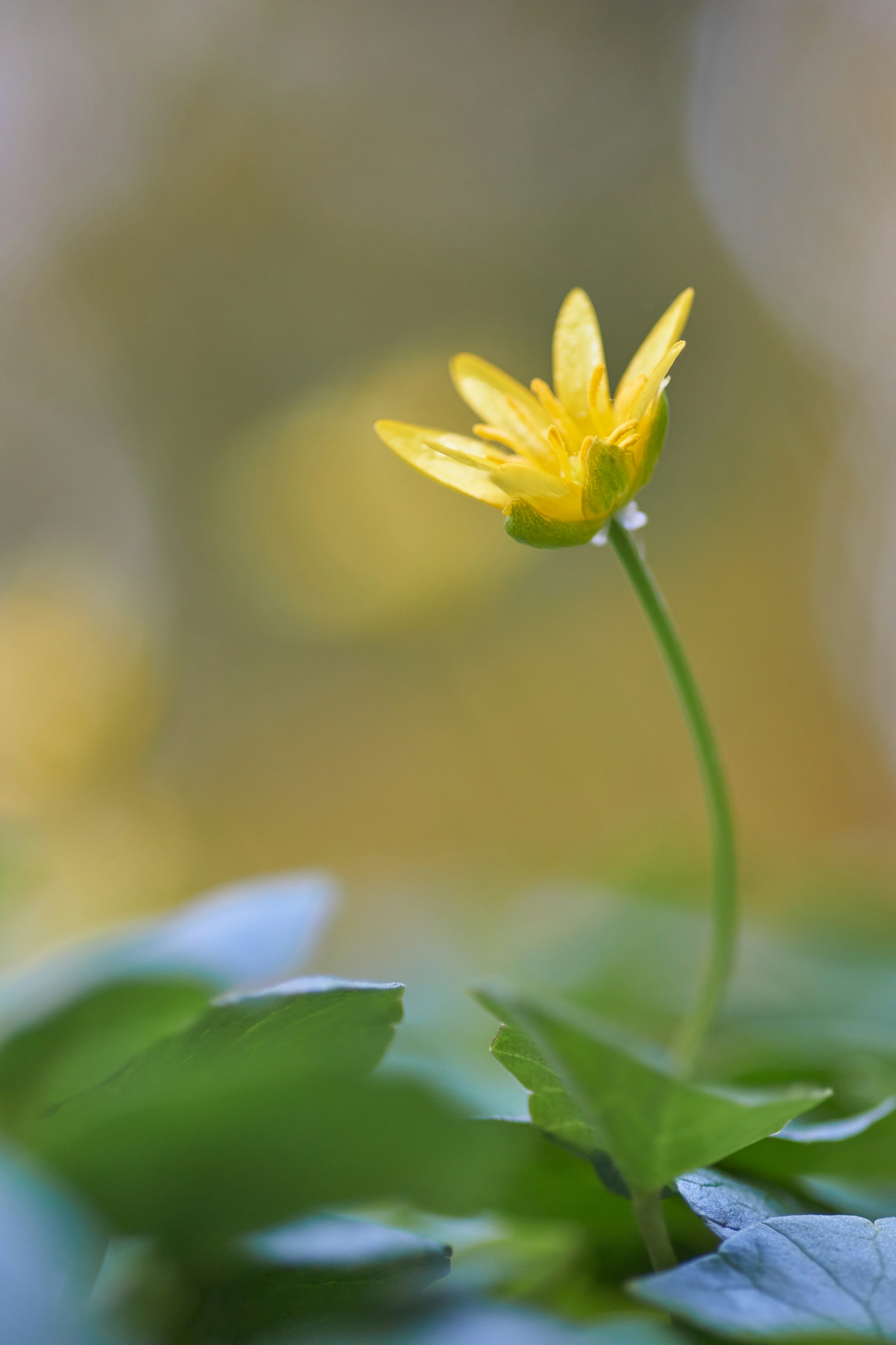 Photo by wolfgang_hasselmann