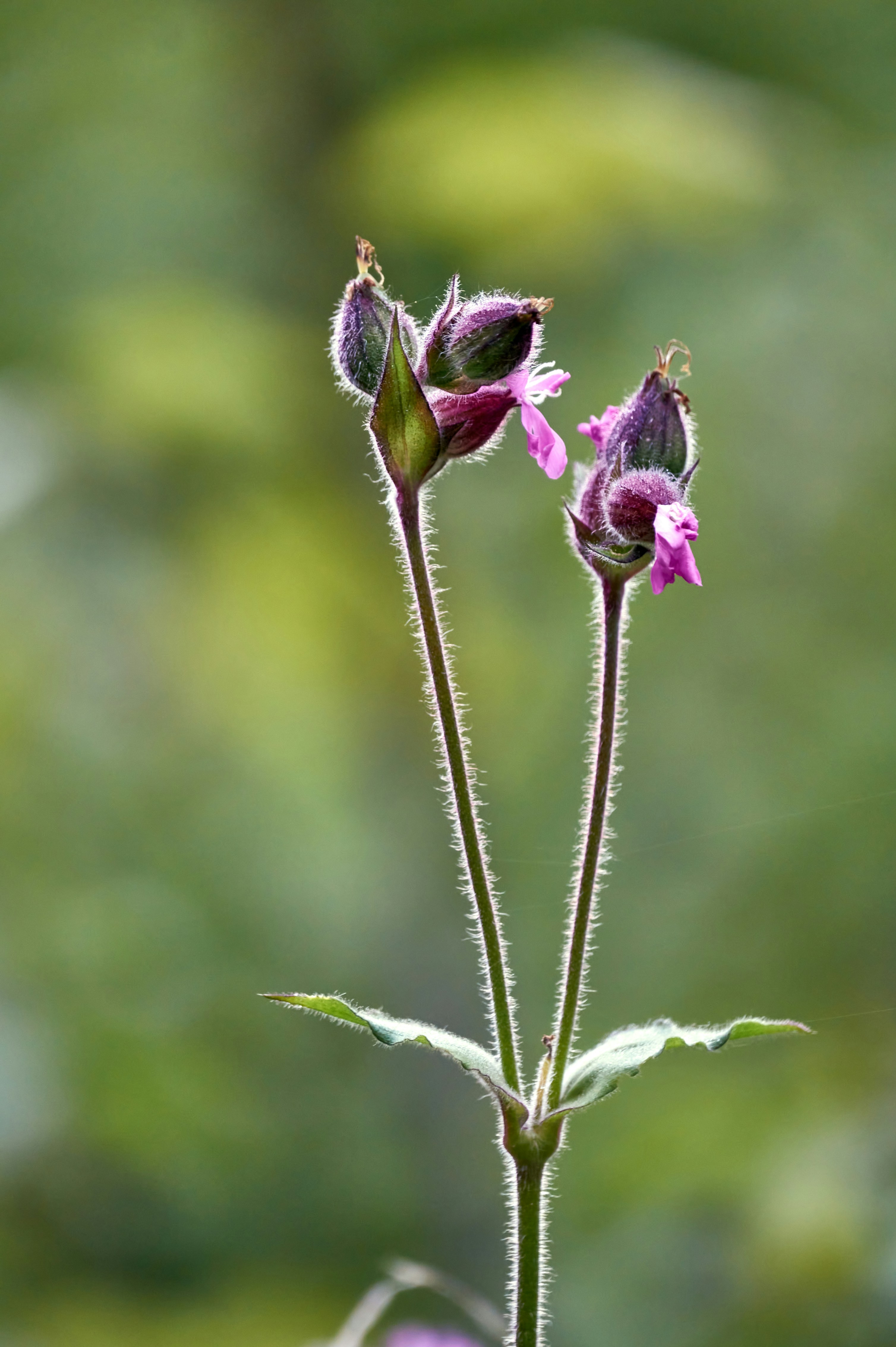 Photo by wolfgang_hasselmann