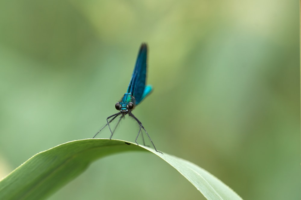 blue insect on green leaf