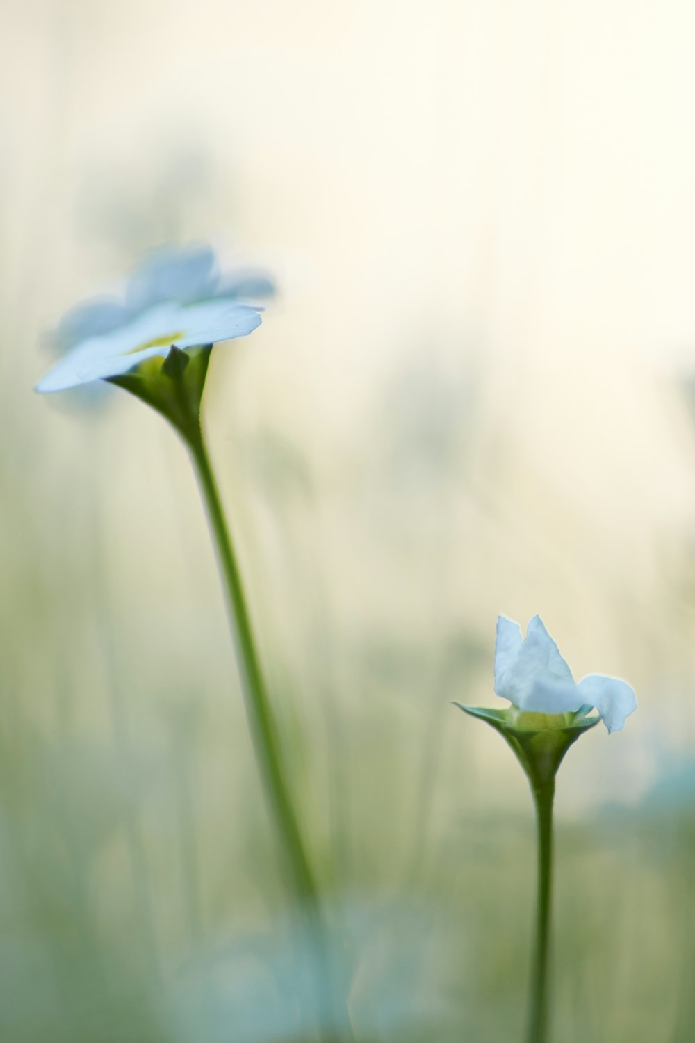 selective focus photo of blue flowers