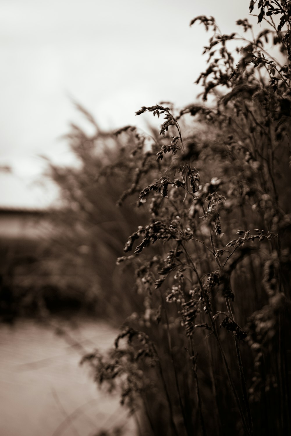 green leaf plant