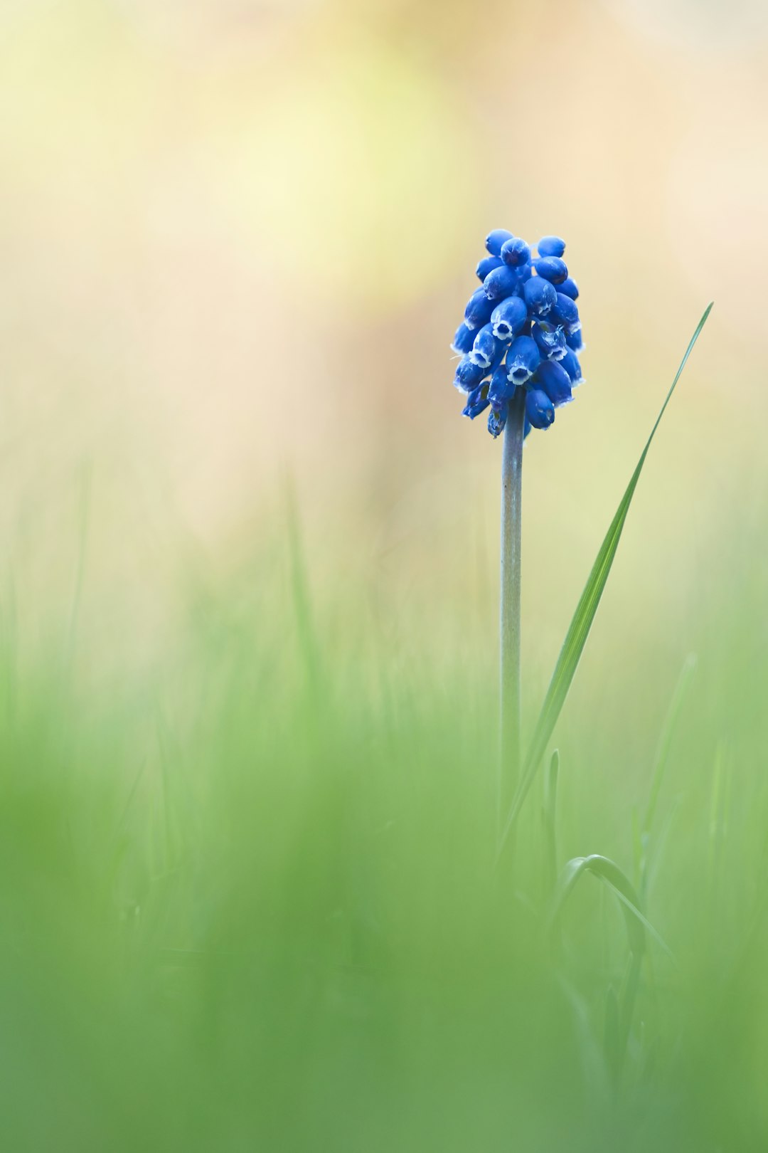 blue cluster flower