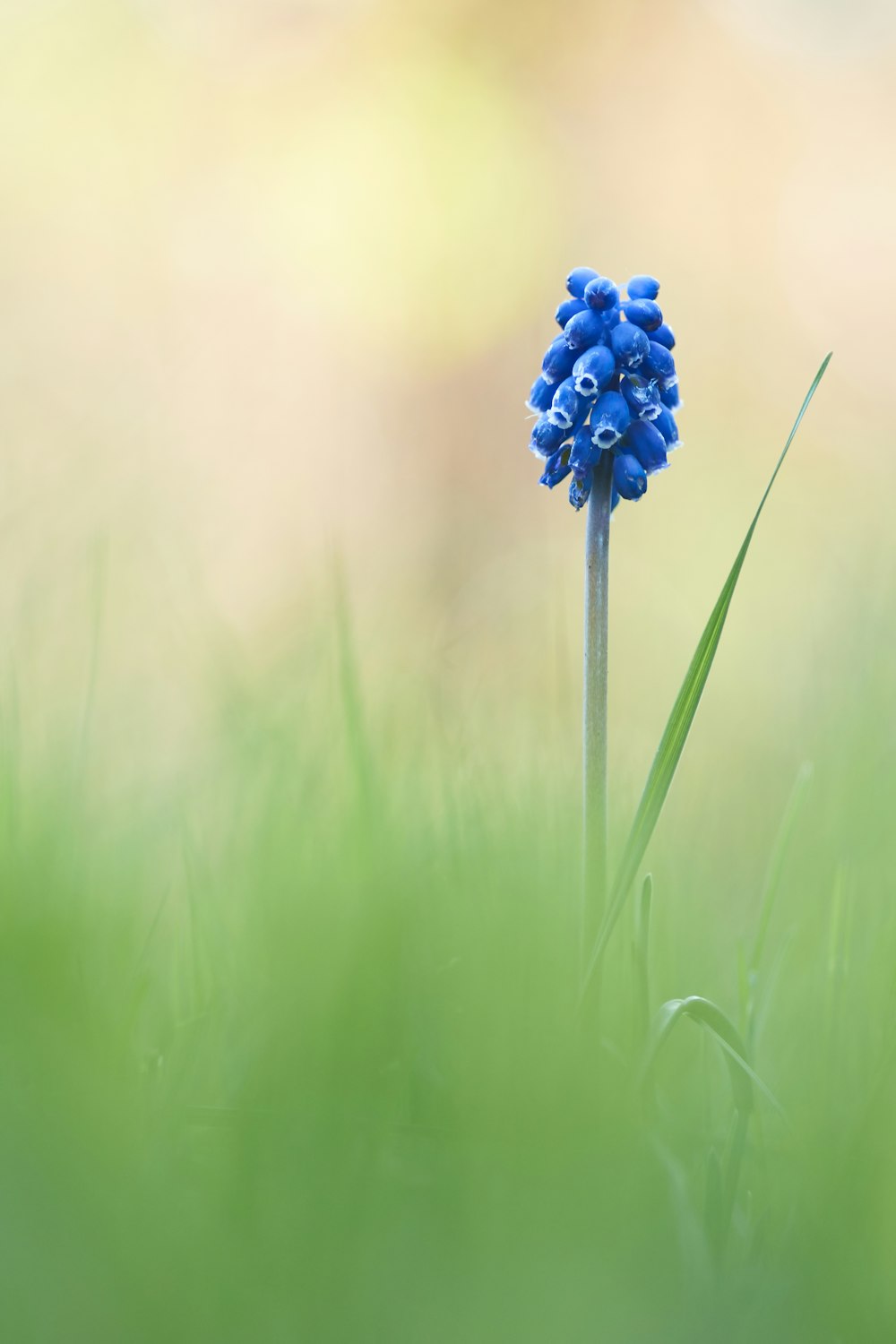 blue cluster flower