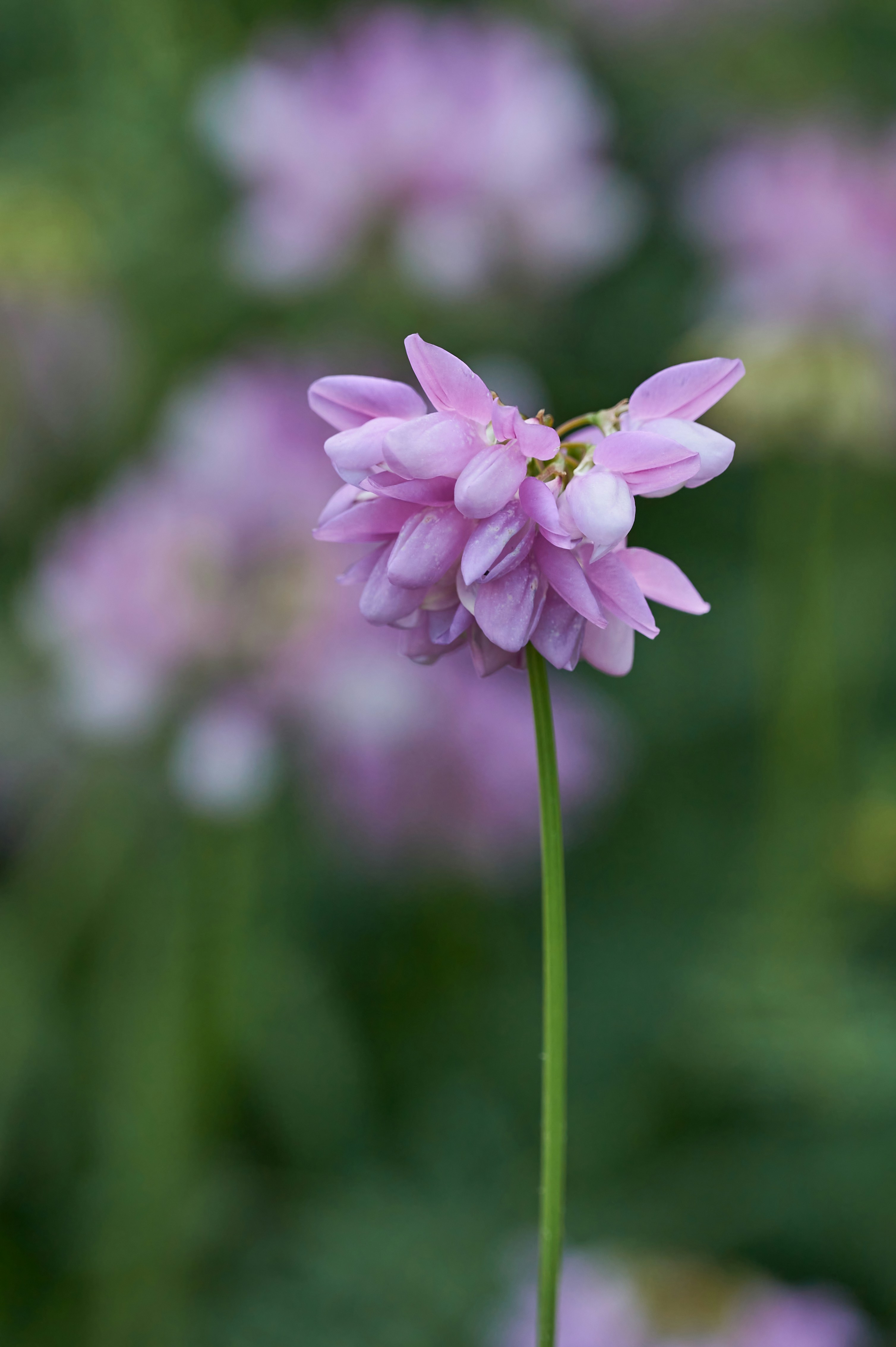 Photo by wolfgang_hasselmann