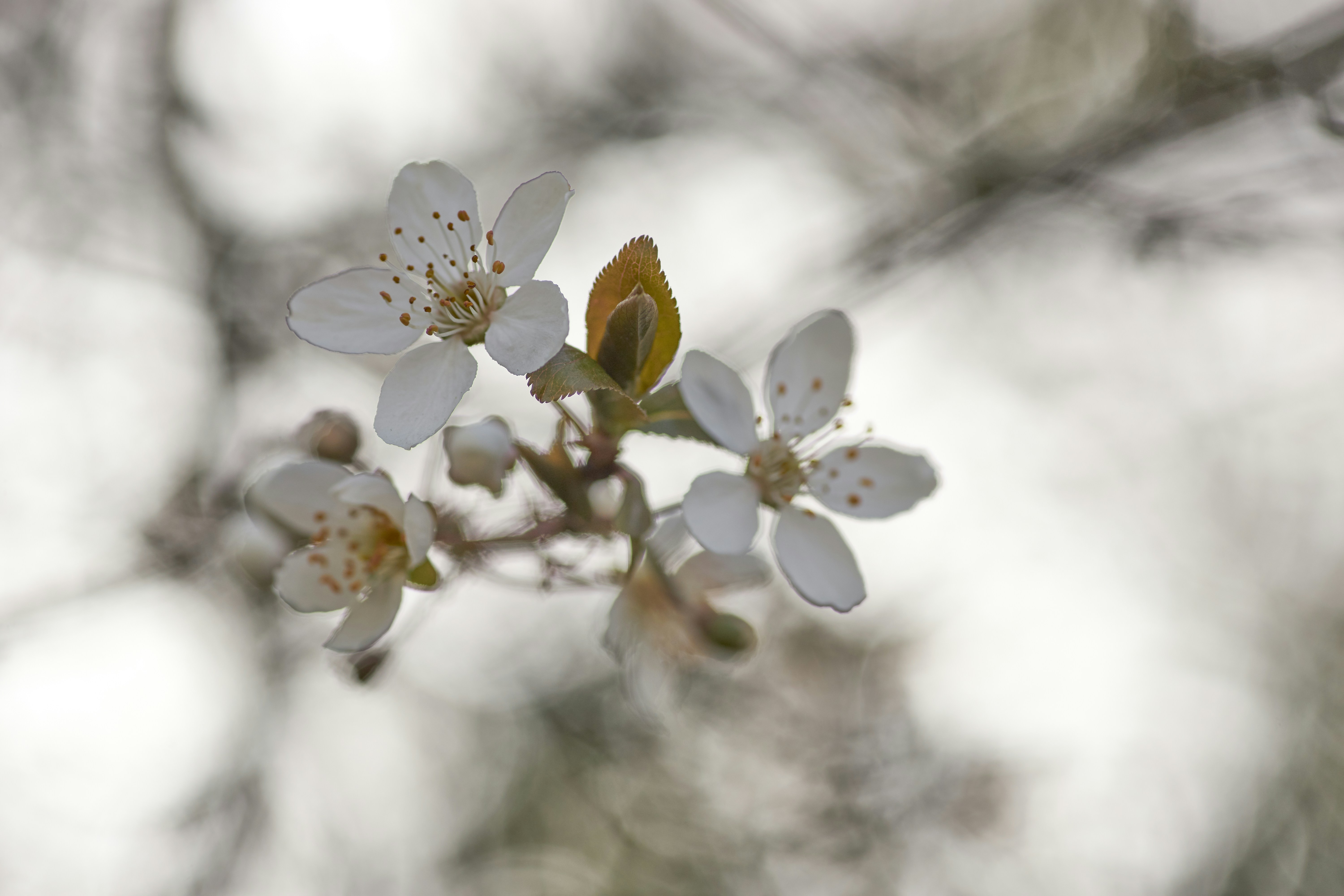 Photo by wolfgang_hasselmann