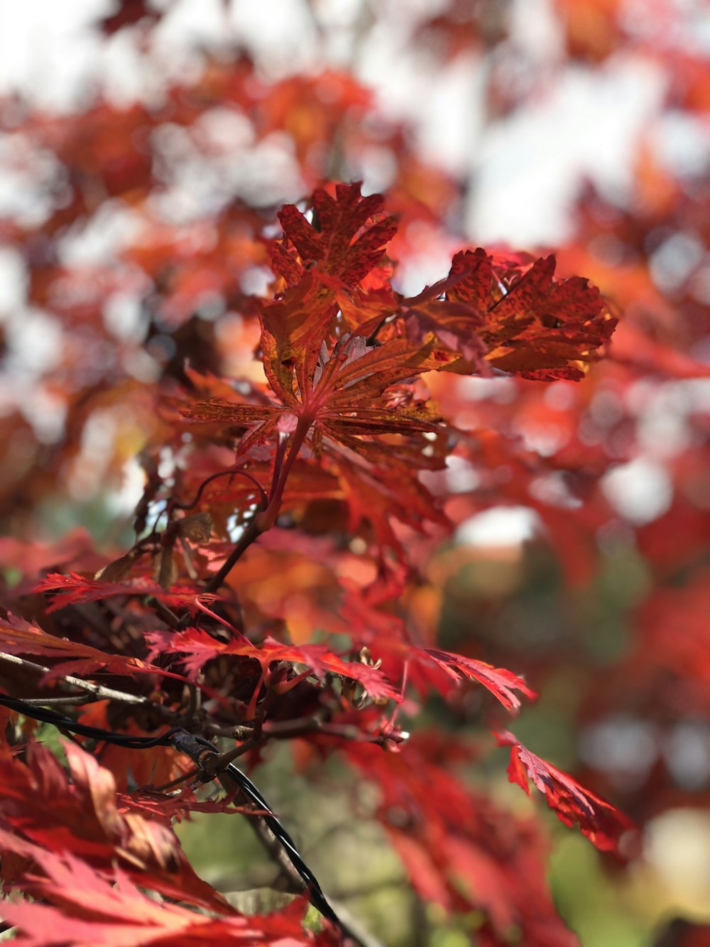 branch of red leaves