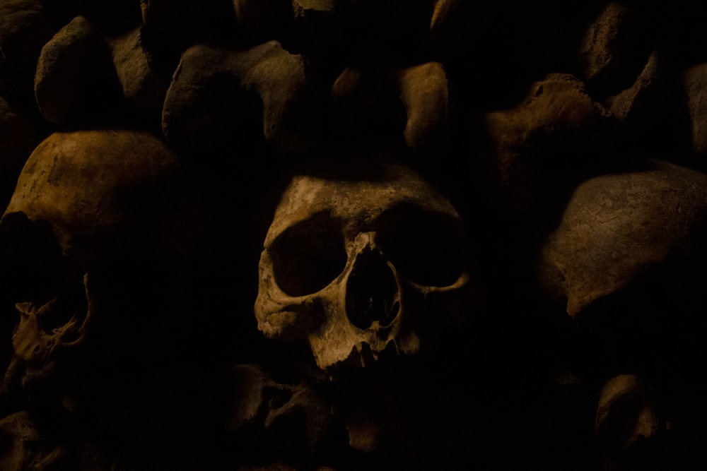 macro photography of brown human skulls