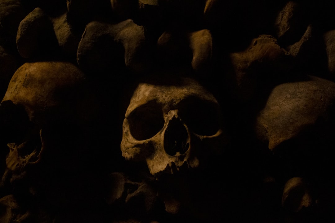 macro photography of brown human skulls, catacombs