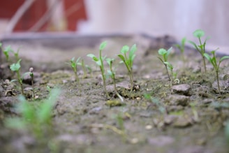 Small green seedlings are emerging from the soil in an outdoor setting. The background is slightly blurred, with hints of a red and white structure. The ground appears moist, and the plants are sparsely distributed.