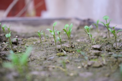 Small green seedlings are emerging from the soil in an outdoor setting. The background is slightly blurred, with hints of a red and white structure. The ground appears moist, and the plants are sparsely distributed.