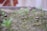 Small green seedlings are emerging from the soil in an outdoor setting. The background is slightly blurred, with hints of a red and white structure. The ground appears moist, and the plants are sparsely distributed.