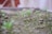 Small green seedlings are emerging from the soil in an outdoor setting. The background is slightly blurred, with hints of a red and white structure. The ground appears moist, and the plants are sparsely distributed.
