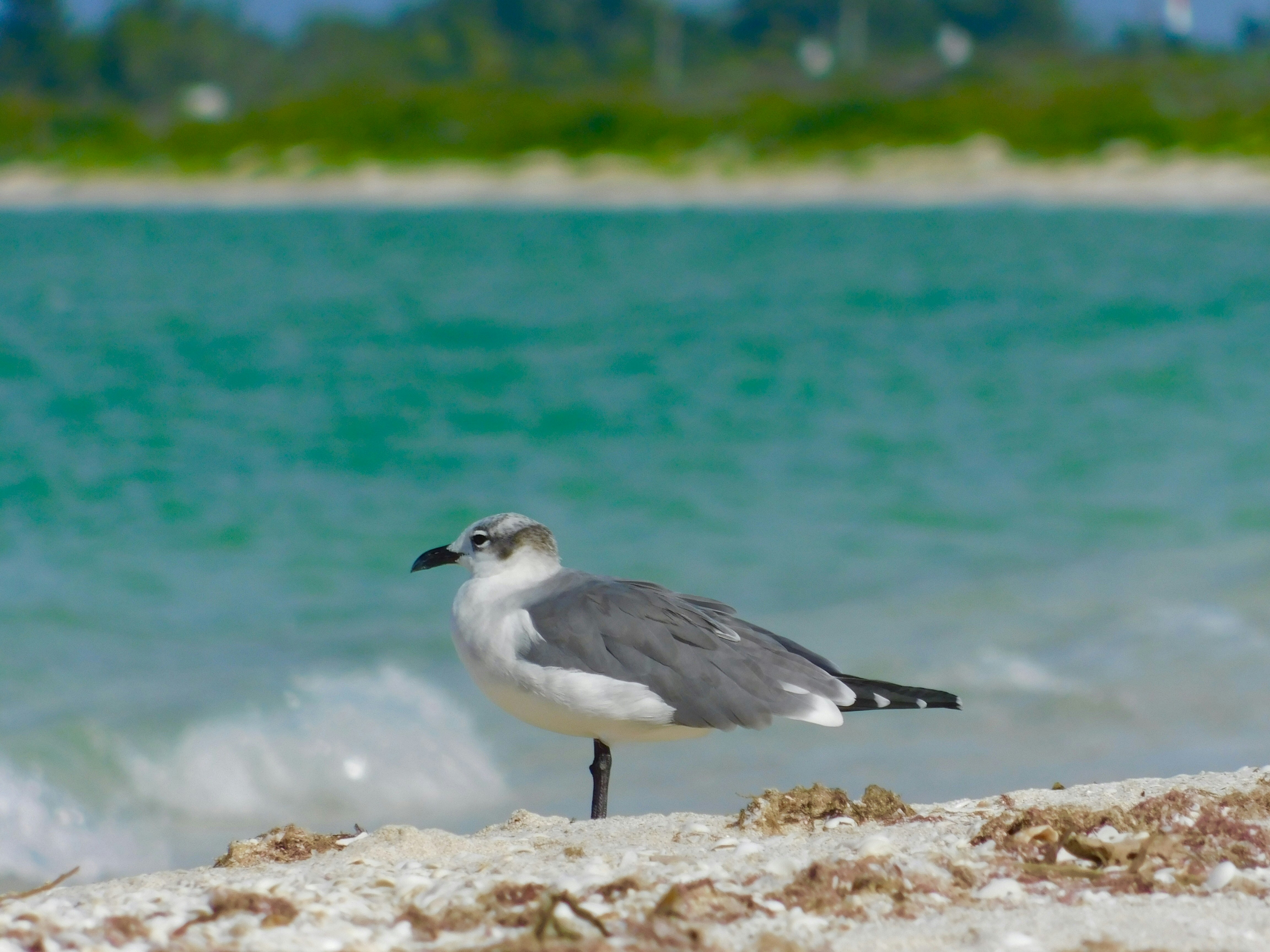 Möwenvogel in der Nähe eines Gewässers während des Tages