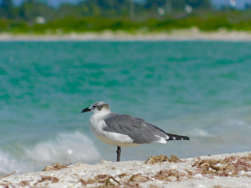seagull bird near body of water during daytime