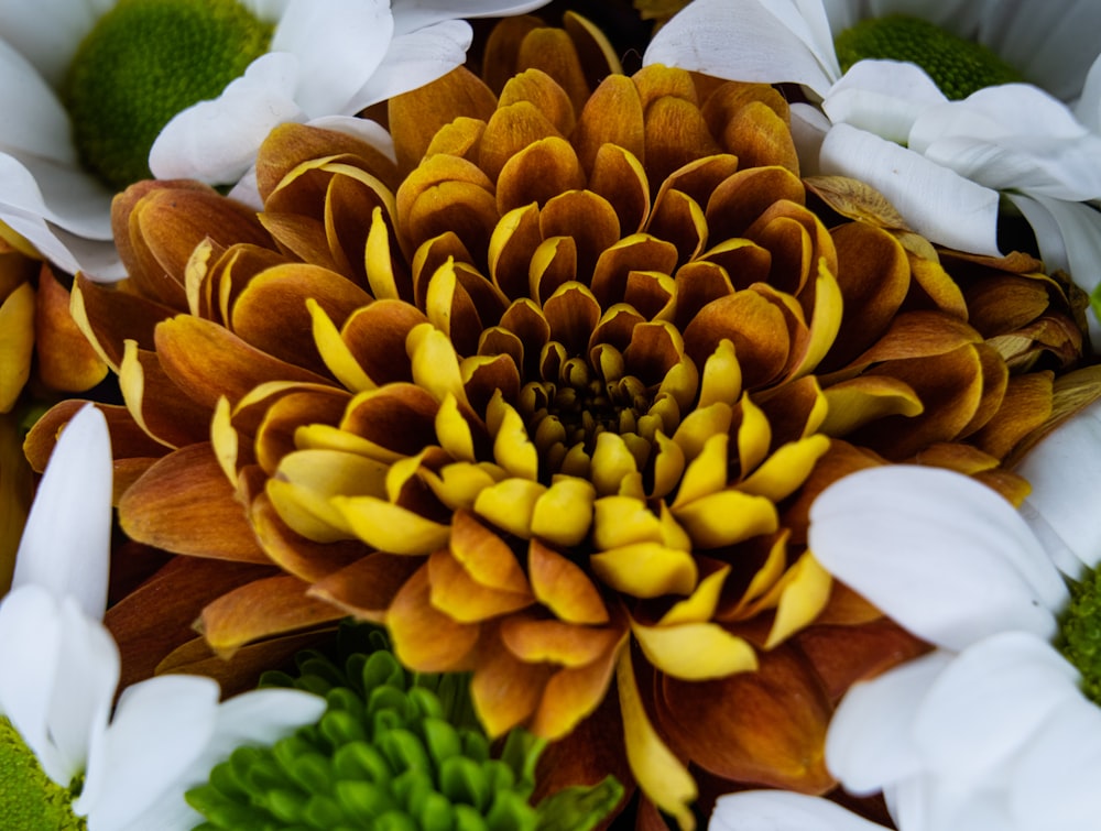 photographie de fleur à pétales jaunes