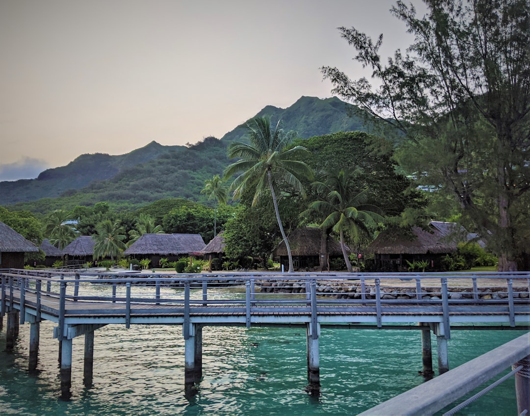 wooden dock over sea near huts and mountain at daytime, Overwater bungalow in Moorea with palm trees
