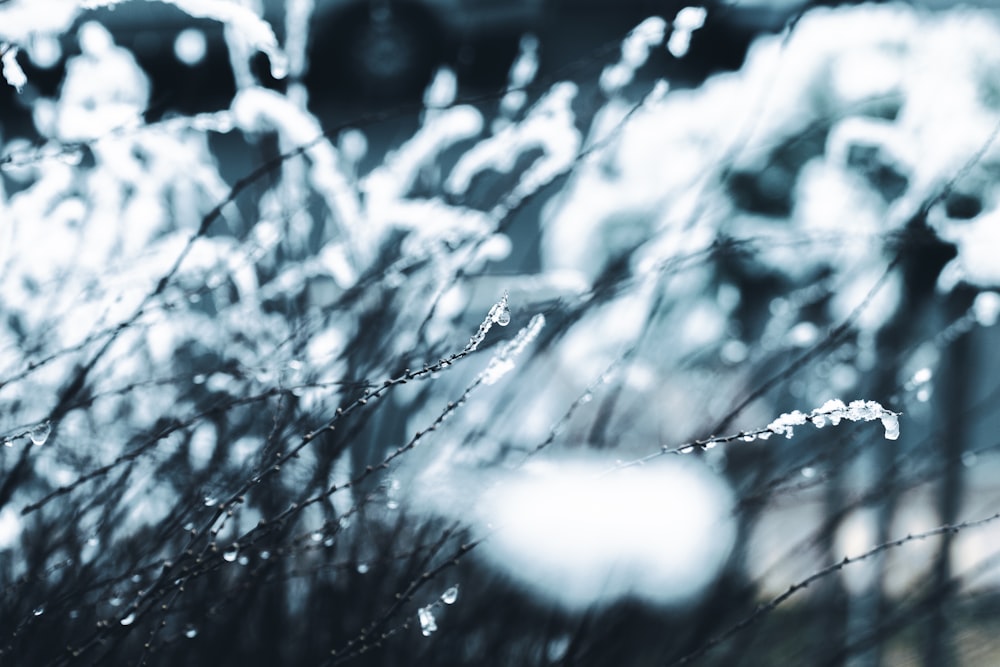 frozen dew on grasses at daytime