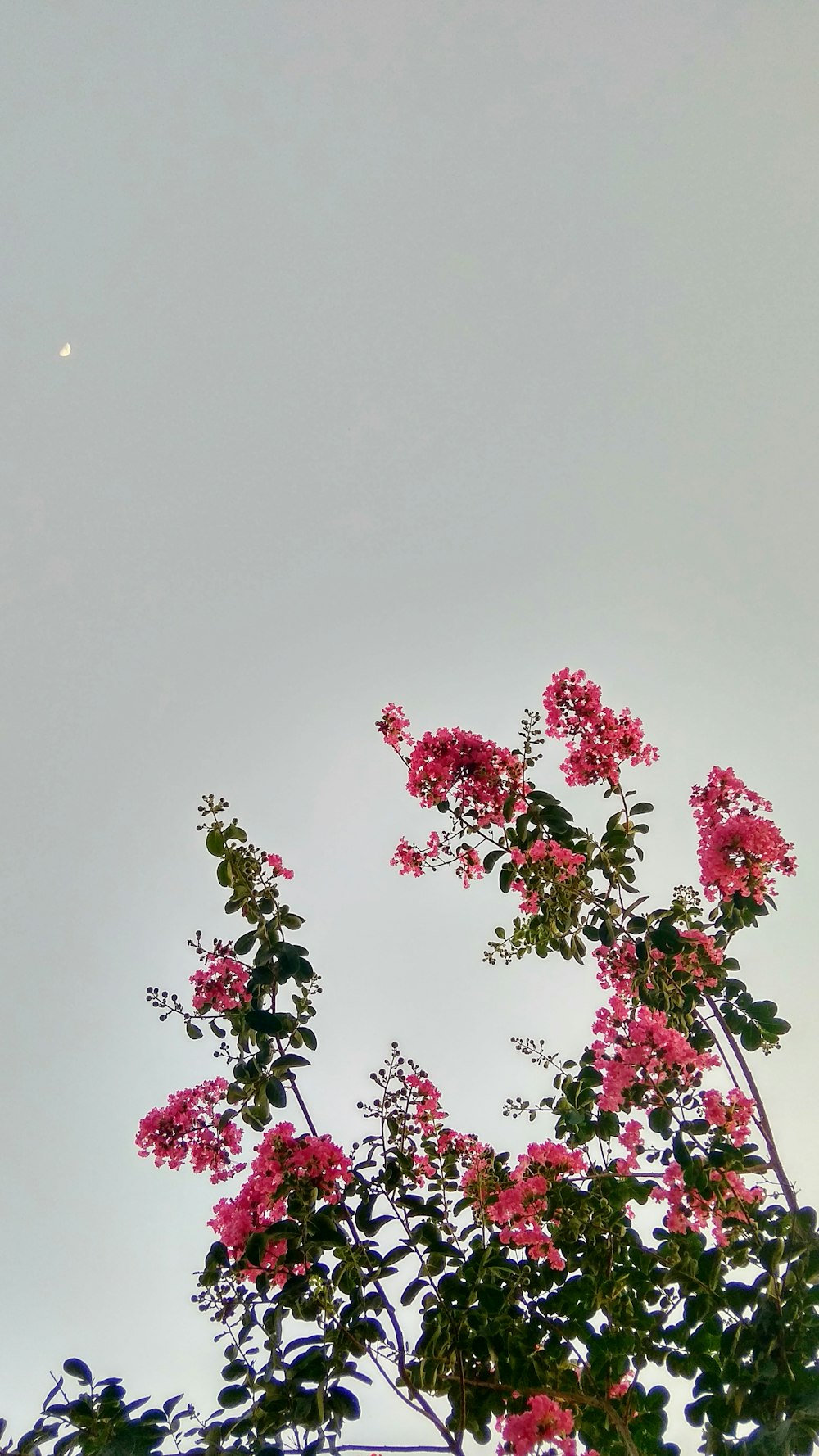 pink flowers with green leaves